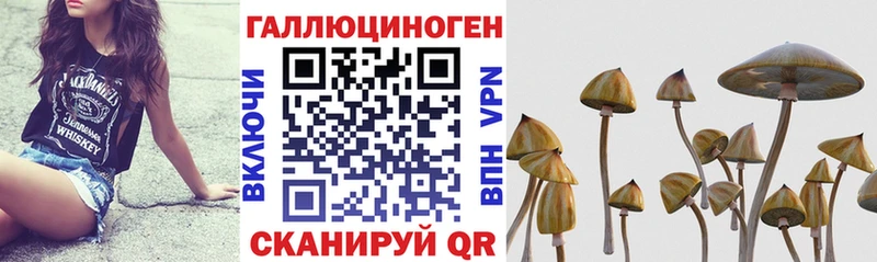 Купить  Красный Сулин  Галлюциногенные грибы MAGIC MUSHROOMS 